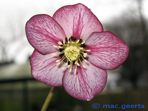 helleborus hybr